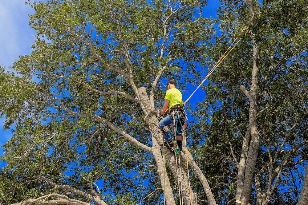 TREE TRIMMING HEDGE TRIMMING